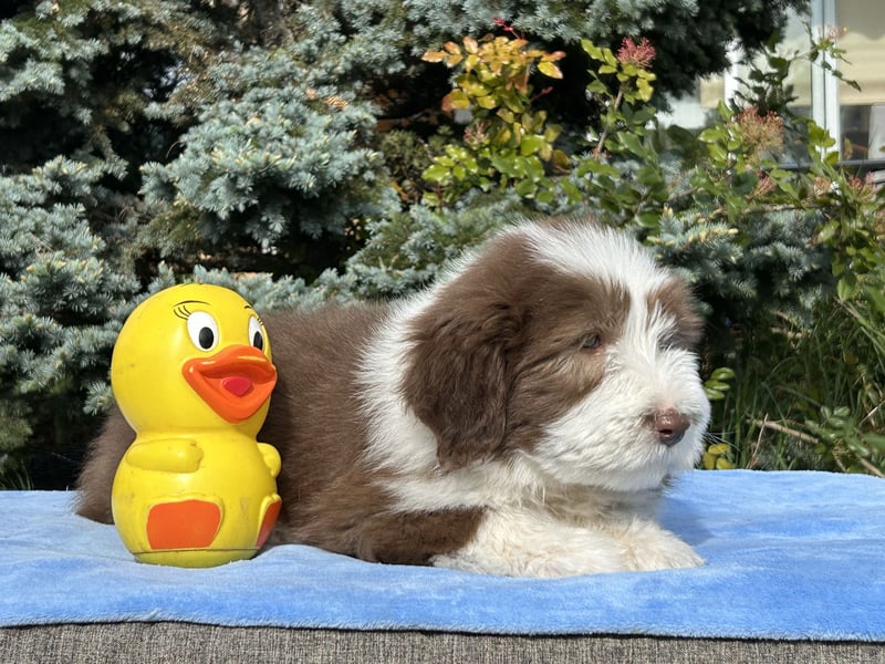 Bearded Collie Welpen