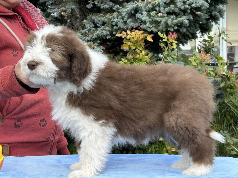 Bearded Collie Welpen