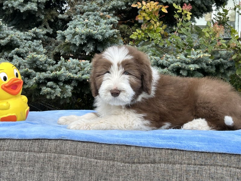 Bearded Collie Welpen