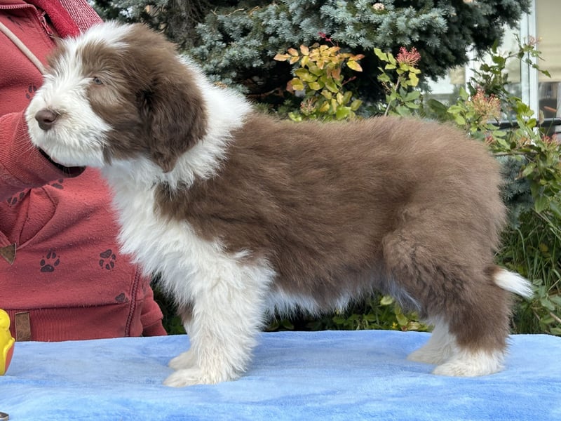 Bearded Collie Welpen
