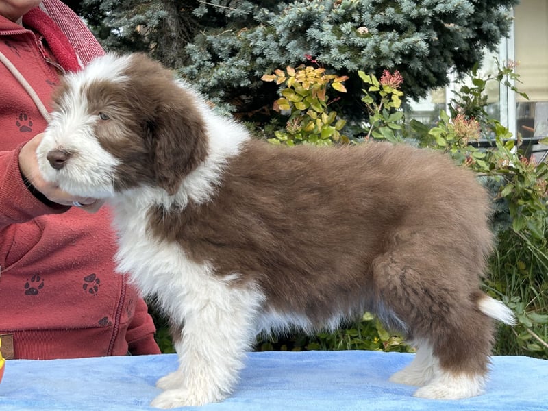 Bearded Collie Welpen