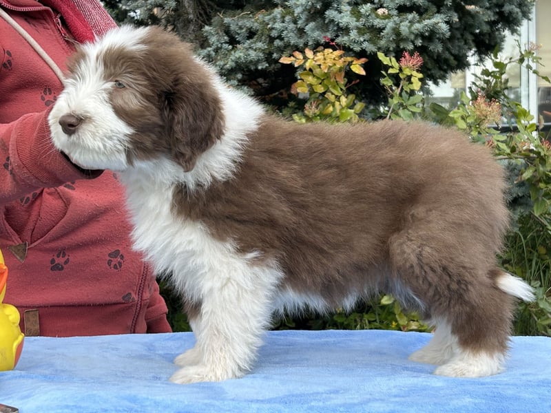 Bearded Collie Welpen