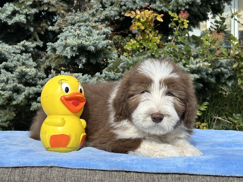 Bearded Collie Welpen