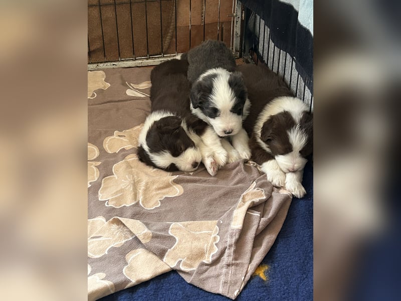 Bearded Collie Welpen