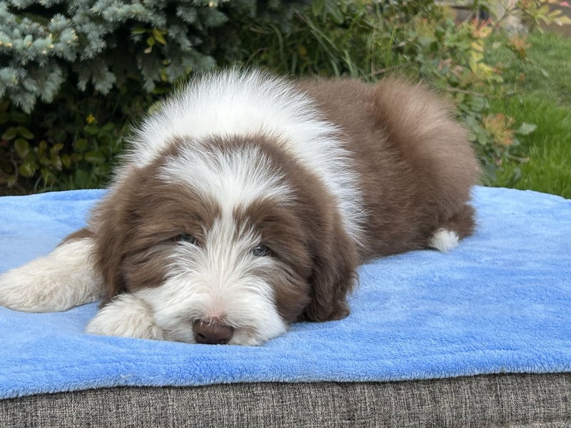 Bearded Collie Welpen