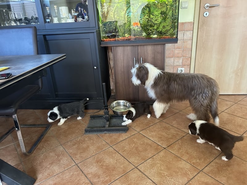 Bearded Collie Welpen