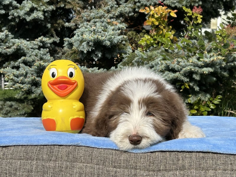 Bearded Collie Welpen