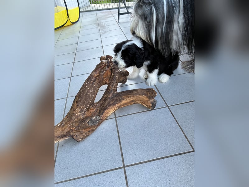 Bearded Collie Welpe Hoss such nette Familie
