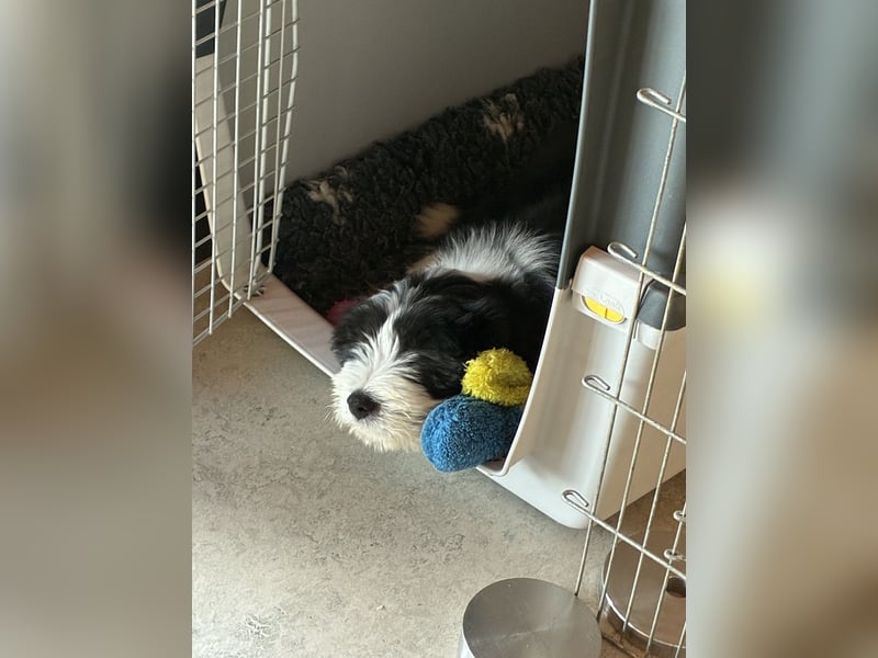 Bearded Collie Welpe Hoss such nette Familie