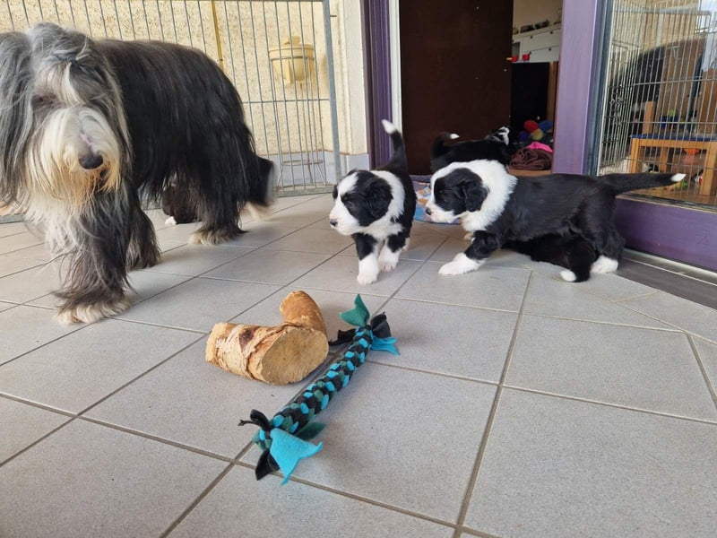 Bearded Collie Welpe Hoss such nette Familie