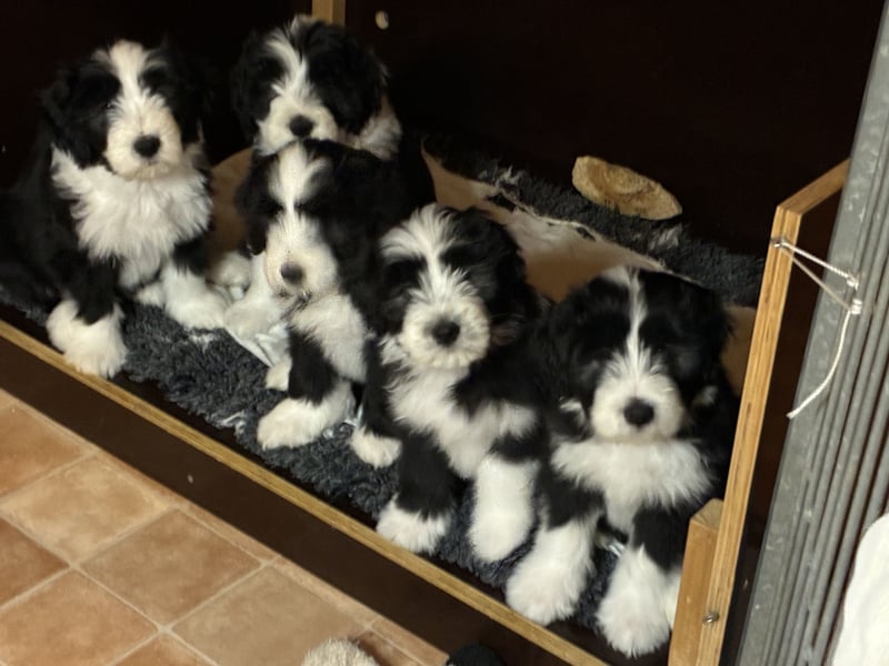 Bearded Collie Welpe Hoss such nette Familie