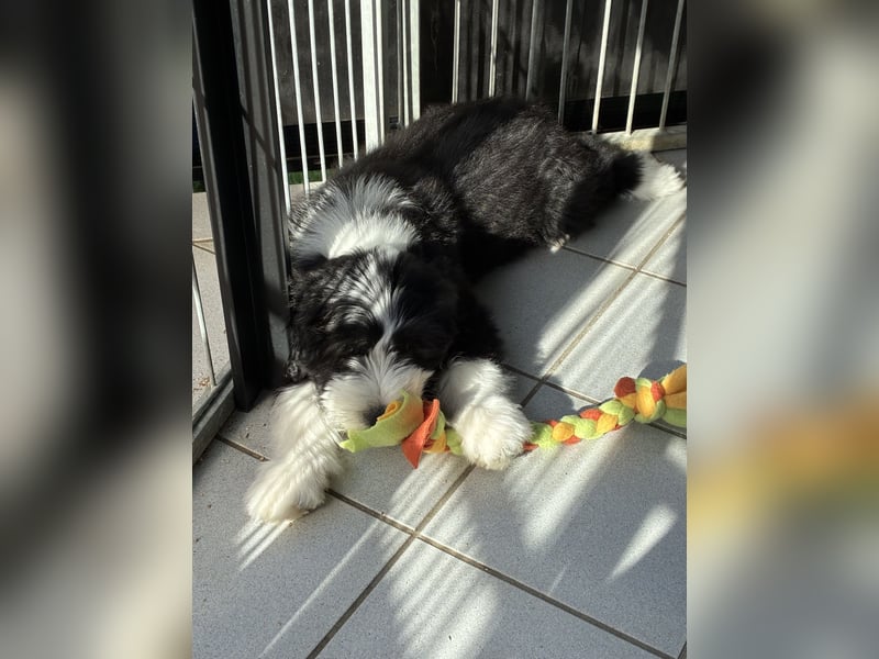 Bearded Collie Welpe Hoss such nette Familie