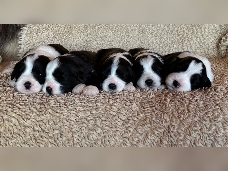 Bearded Collie Welpe Hoss such nette Familie