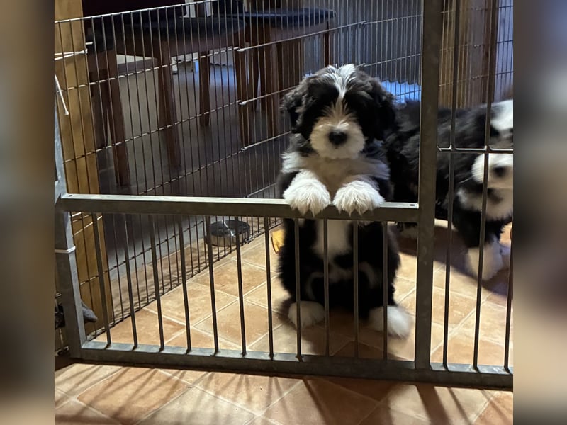 Bearded Collie Welpe Hoss such nette Familie
