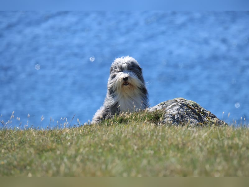 Chewy - witzig, freundlich, aktiv und absolut liebenswert
