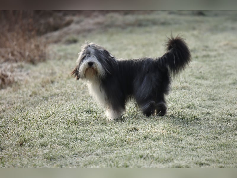 Chewy - witzig, freundlich, aktiv und absolut liebenswert