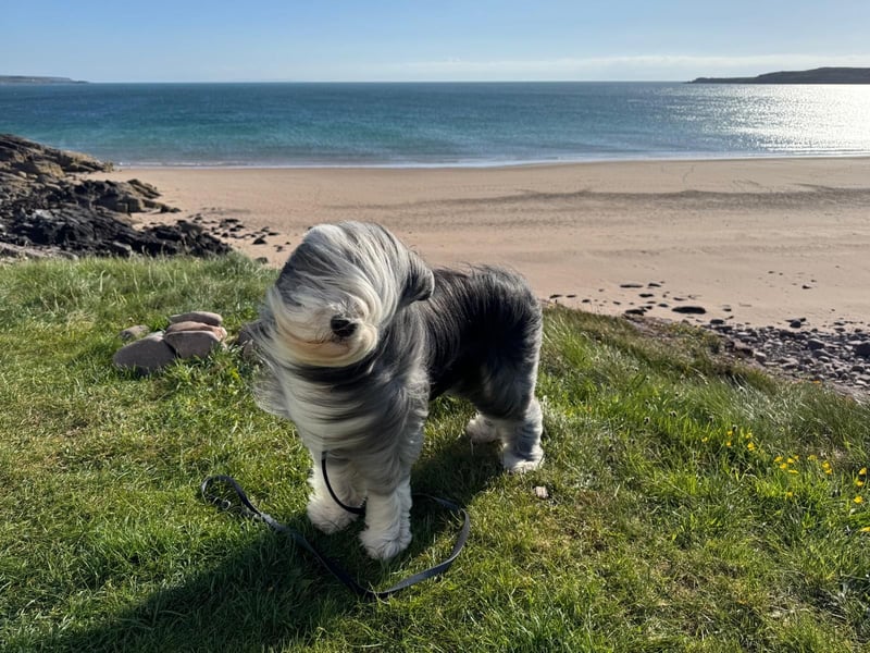 Chewy - witzig, freundlich, aktiv und absolut liebenswert