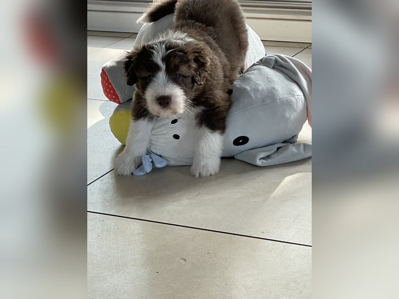 Bearded Collie Rüde, braun