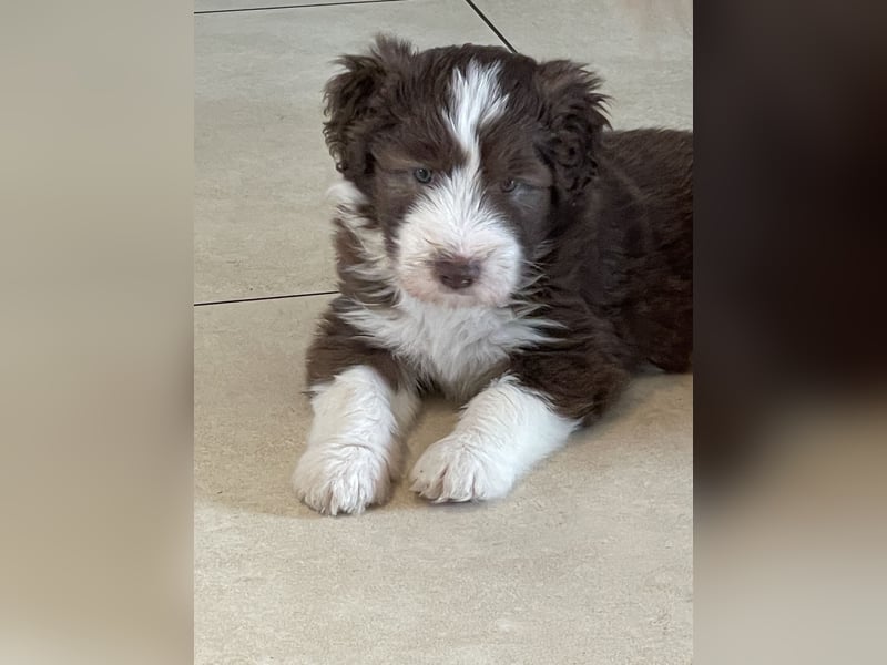 Bearded Collie Rüde, braun