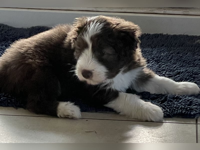 Bearded Collie Rüde, braun