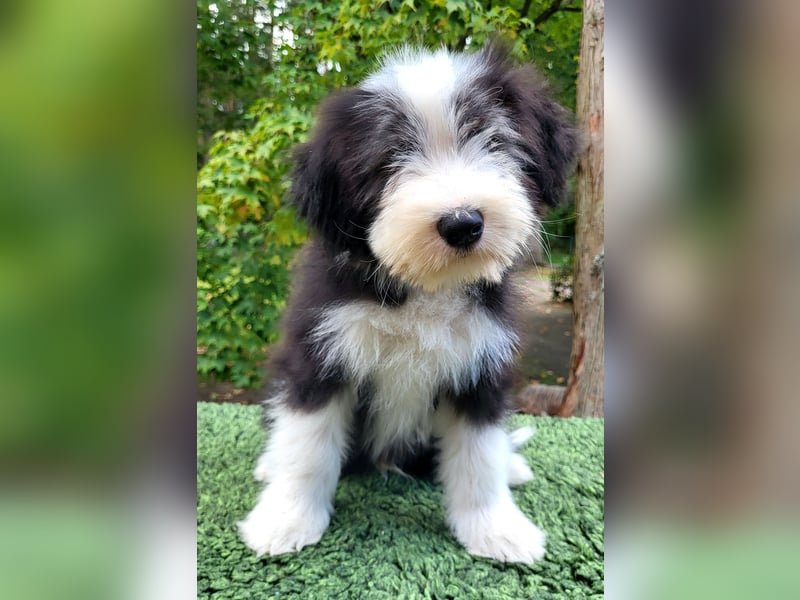 Bearded Collie Welpen suchen ihre neuen Familien