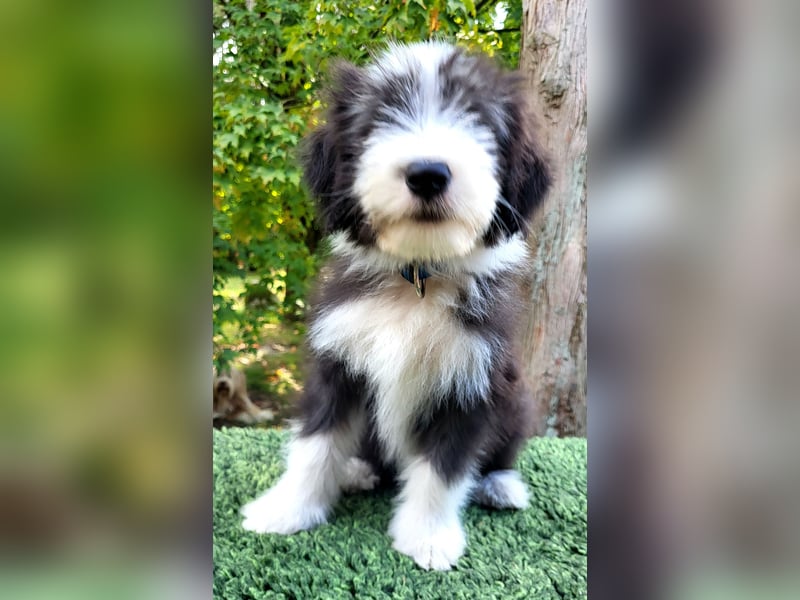 Bearded Collie Welpen suchen ihre neuen Familien