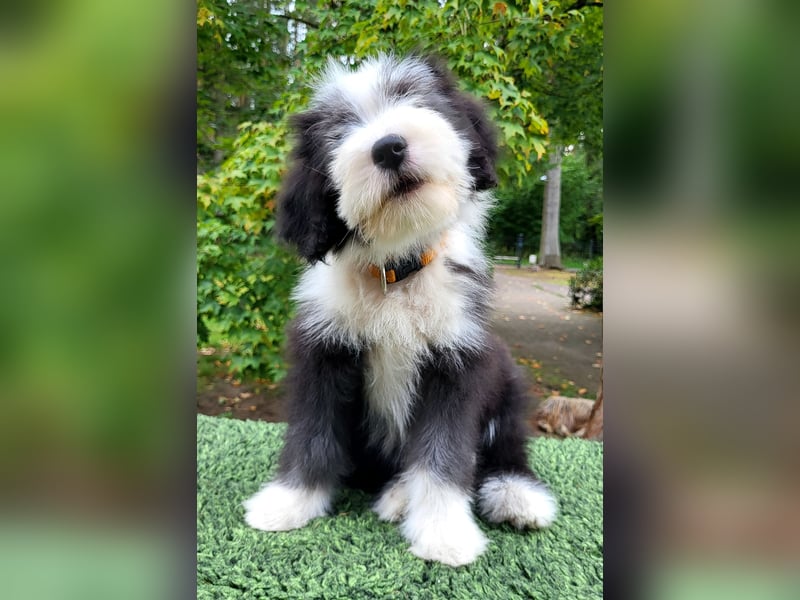 Bearded Collie Welpen suchen ihre neuen Familien