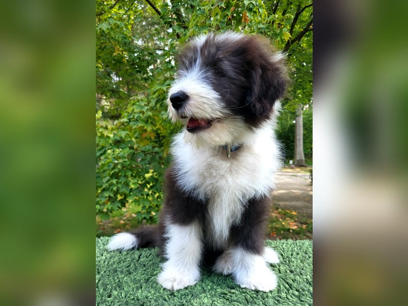 Bearded Collie Welpen suchen ihre neuen Familien