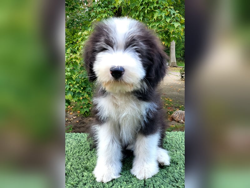 Bearded Collie Welpen suchen ihre neuen Familien