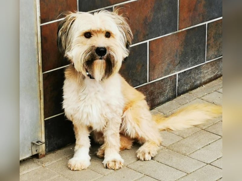 Joshi, Bearded Collie Mix, geb. 2023, freundlicher Rüde sucht aktives Zuhause