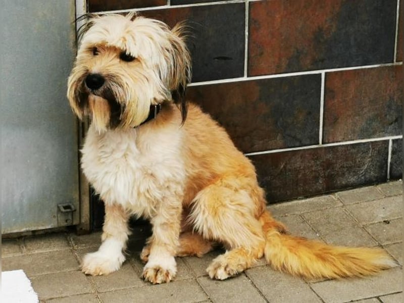 Joshi, Bearded Collie Mix, geb. 2023, freundlicher Rüde sucht aktives Zuhause