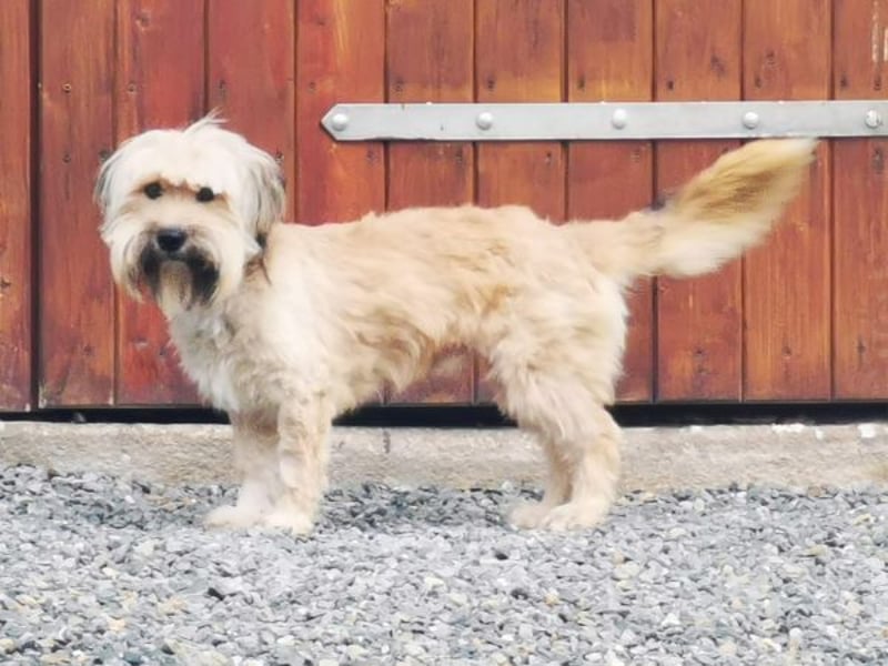Joshi, Bearded Collie Mix, geb. 2023, freundlicher Rüde sucht aktives Zuhause