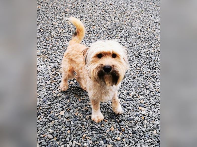 Joshi, Bearded Collie Mix, geb. 2023, freundlicher Rüde sucht aktives Zuhause