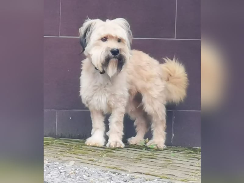 Joshi, Bearded Collie Mix, geb. 2023, freundlicher Rüde sucht aktives Zuhause