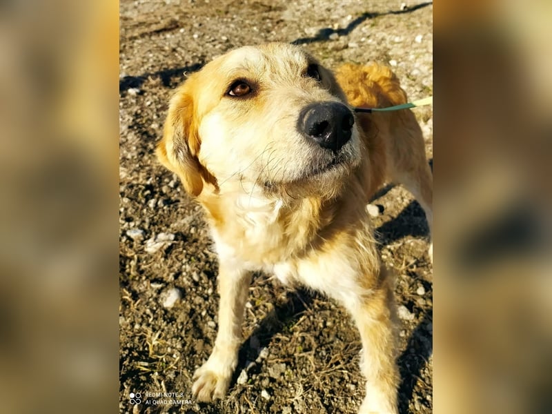 Rusty 1 Jahr wünscht sich endlich eine Familie