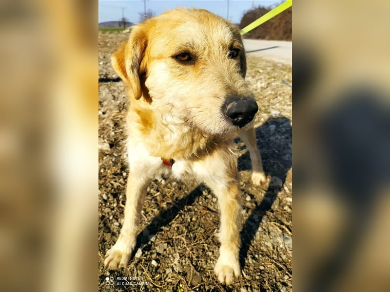 Rusty 1 Jahr wünscht sich endlich eine Familie
