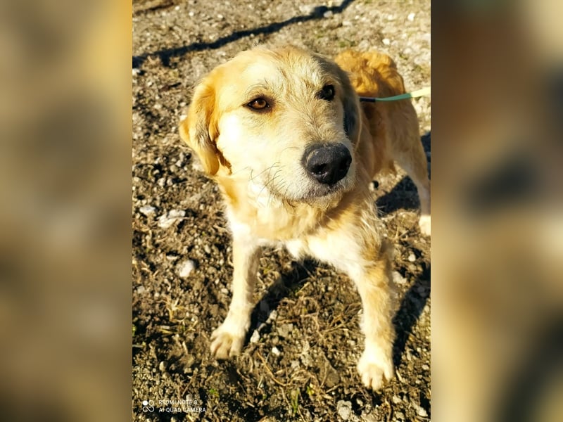 Rusty 1 Jahr wünscht sich endlich eine Familie