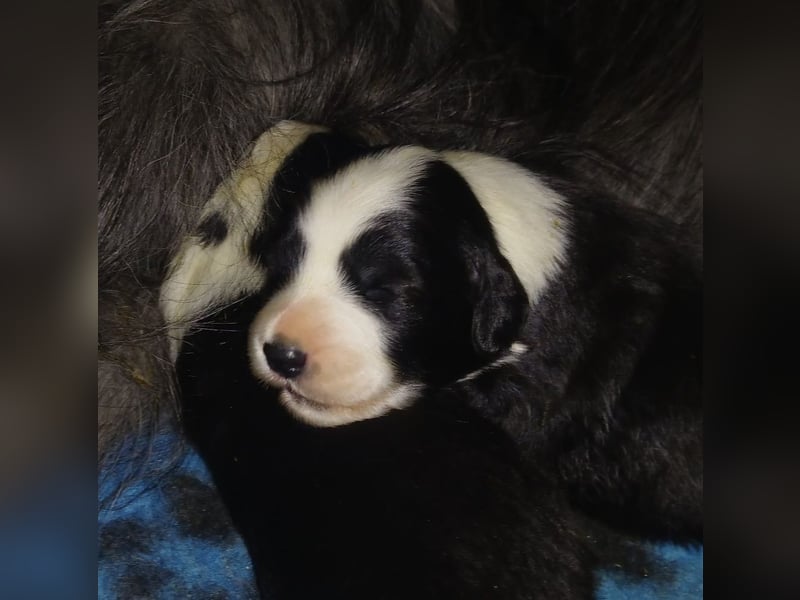 Bearded Collie Welpen