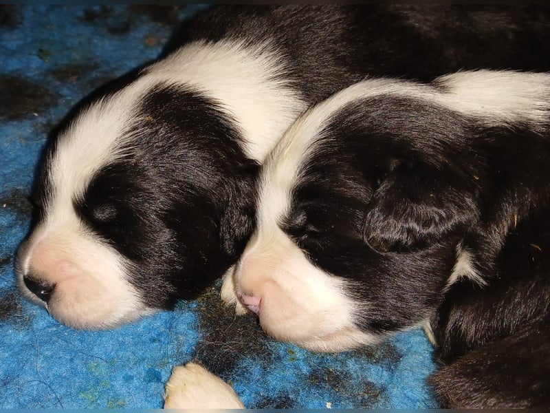 Bearded Collie Welpen