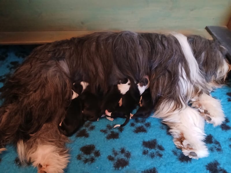 Bearded Collie Welpen
