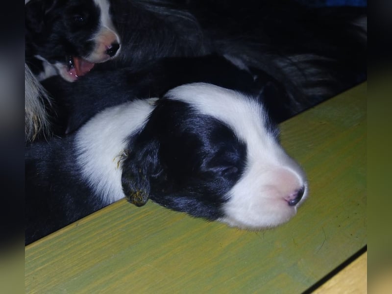 Bearded Collie Welpen