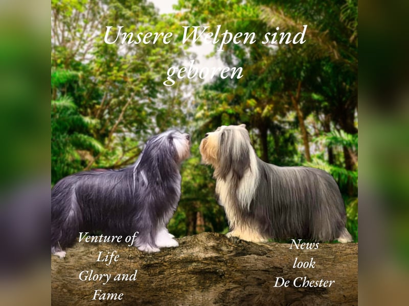 Bearded Collie Welpen