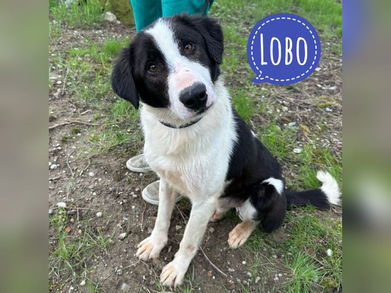 Lobo ein toller Kerl