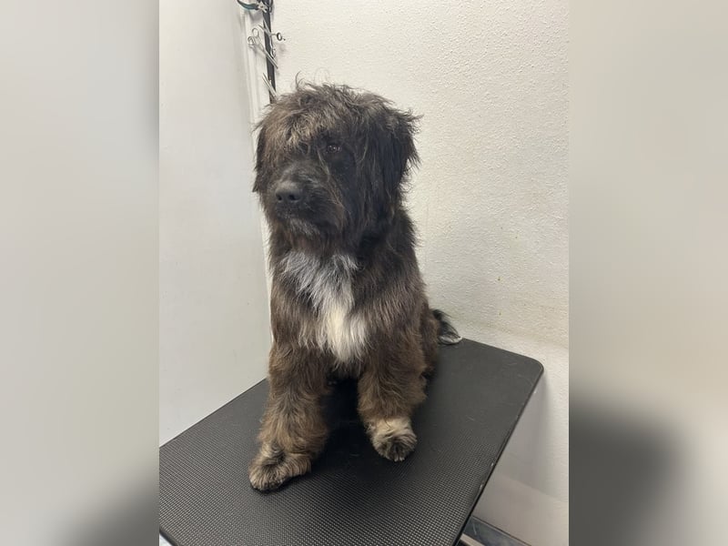 MARSHALL sucht ein zuhause