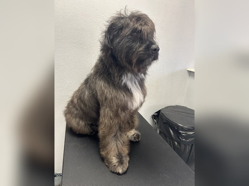 MARSHALL sucht ein zuhause