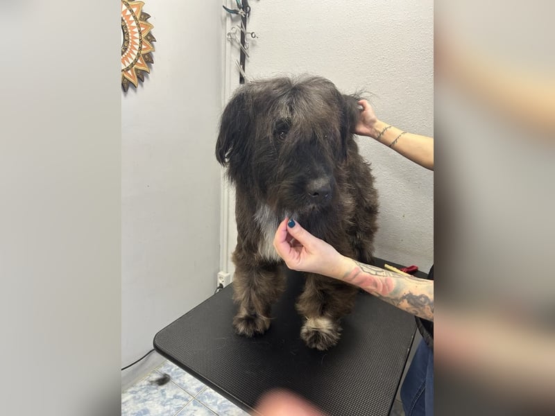 MARSHALL sucht ein zuhause