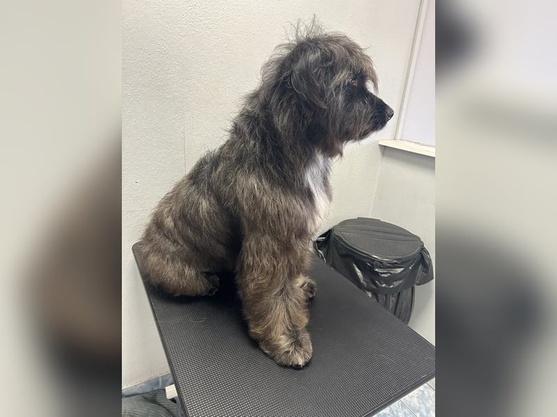 MARSHALL sucht ein zuhause