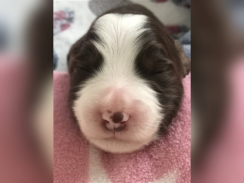 Wir erwarten Bearded Collie Welpen im November