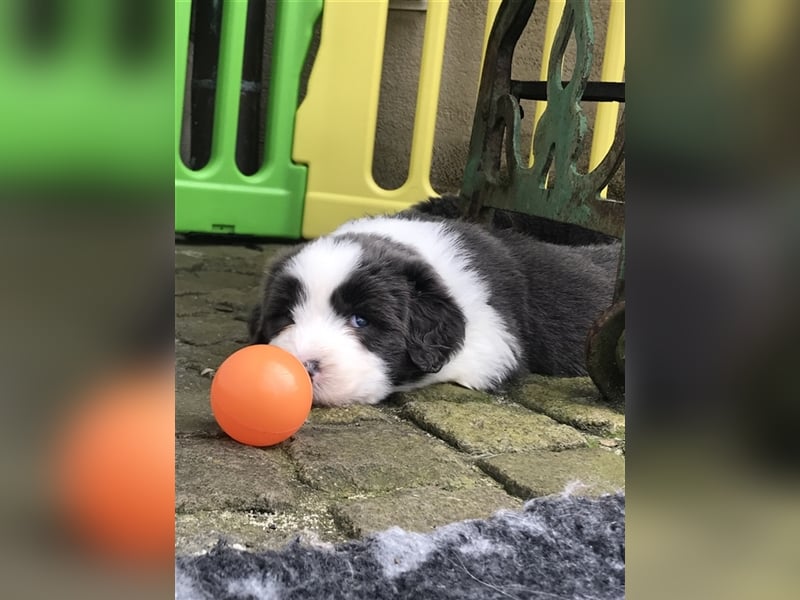 Wir erwarten Bearded Collie Welpen im November