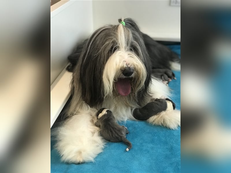 Wir erwarten Bearded Collie Welpen im November